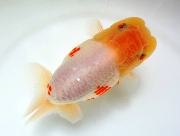 ◆日らん入賞兄弟魚・杉浦智氏仔◆特上種１４ｃｍ雄動画◆４