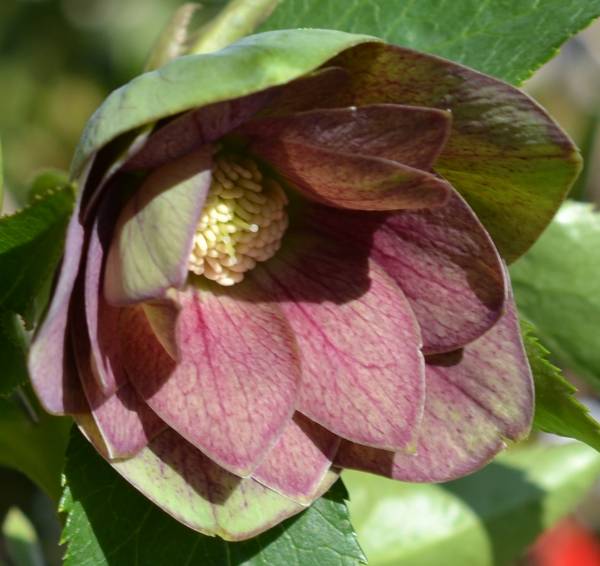 36★グリーンリバーシブルダブル★クリスマスローズ