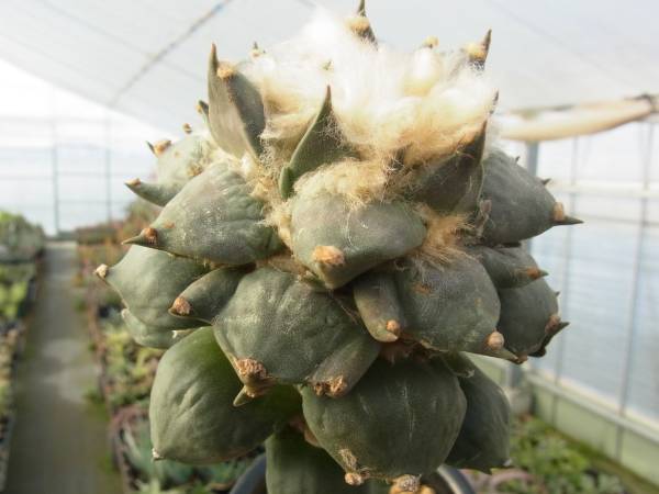 CO★アリオカルプス 三疣花牡丹★　サボテン　多肉植物