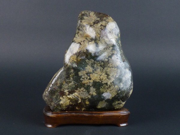 【歩】菊花石　木製台付　約19cm　鑑賞石