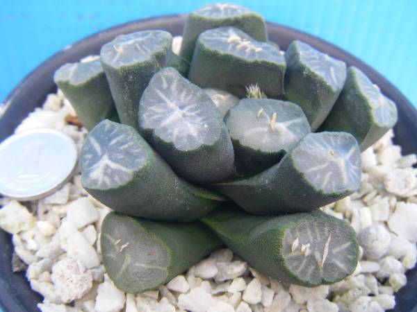 381、サボテン・多肉植物（Ｈａ）万象　（高木カクタス実生）　