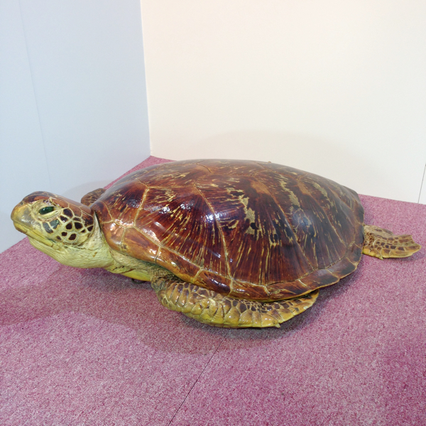 超特大！海がめ☆剥製 鼈甲 ウミガメ 亀 オブジェ インテリア
