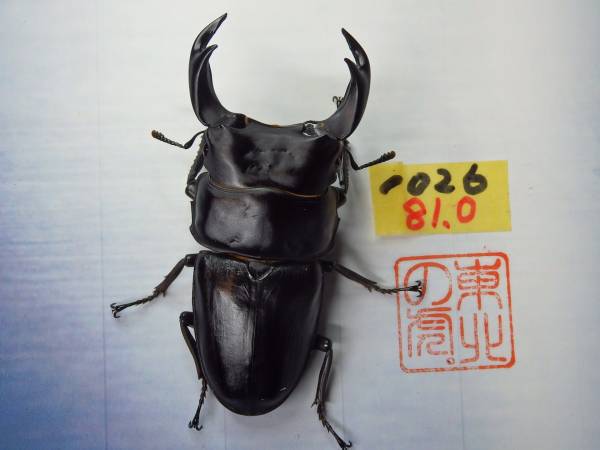 川西産　同腹85ｍｍ　10番　♂単81.0mm即決♀プレゼント（1026）