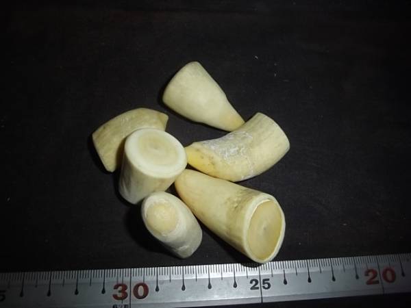 抹香鯨 マッコウクジラ 鯨歯 天然素材 - マッコウクジラ抹香鯨76g 