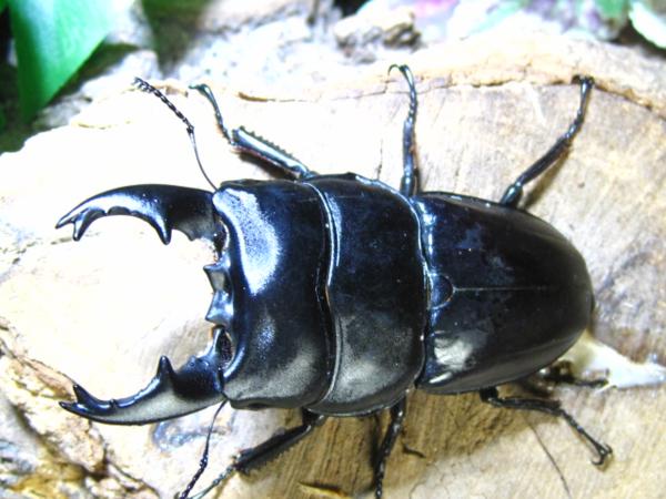 成虫・NO31　アルキデスヒラタクワガタ　♂89ミリ38ミリ・短歯