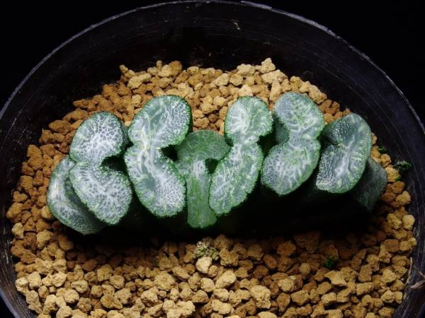 （６７）ハオルチア　玉扇