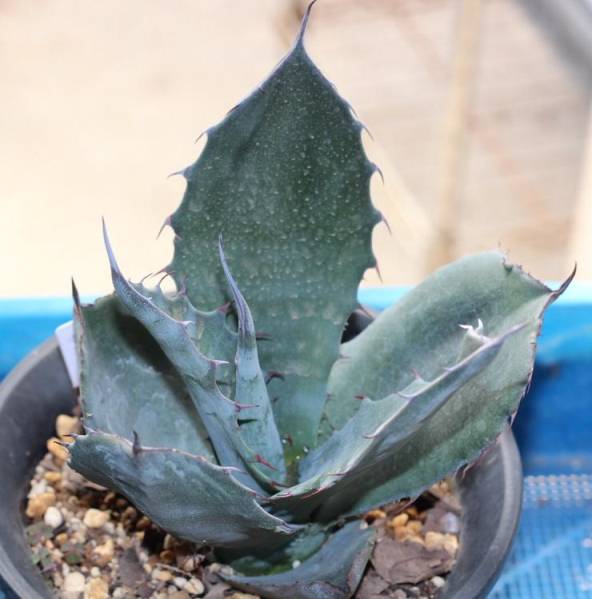 アガベ ミラビリス 黒夜叉 アトロビレンス カキコ 73 アガベ