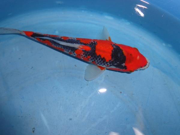 NO、4108【治郎助産】●五色22㎝●27年産