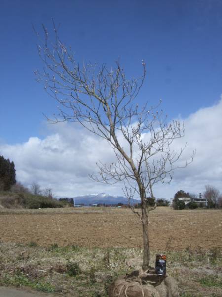 ◆◆アカヤシオツツジ　　◆◆３２４