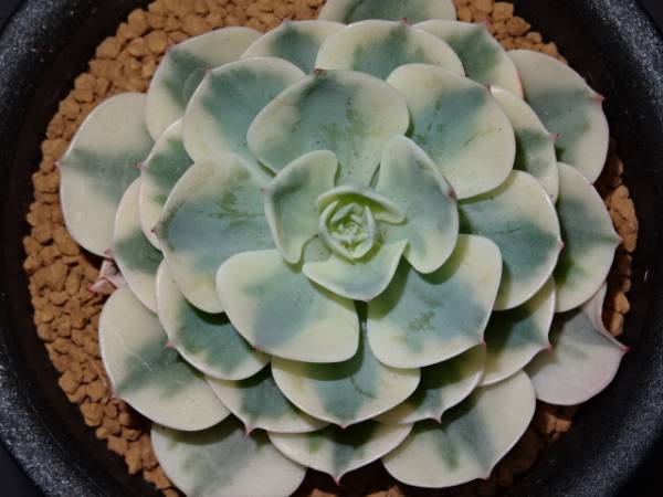 新入荷!多肉植物*エケベリア【ルノーディーン】美苗白斑入り夏10
