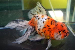 東錦のYahoo!オークション(旧ヤフオク!)の相場・価格を見る｜Yahoo