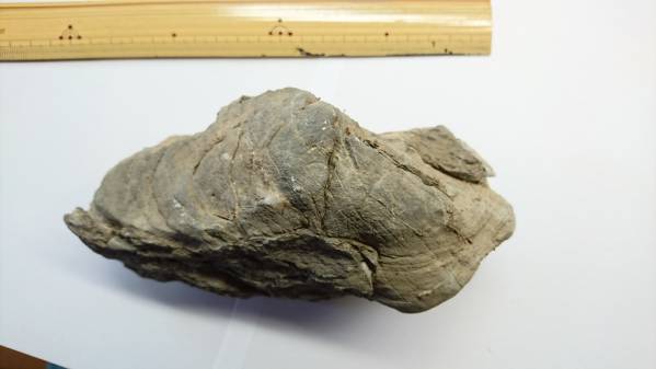 日本の化石　福地デボン紀　層孔虫化石