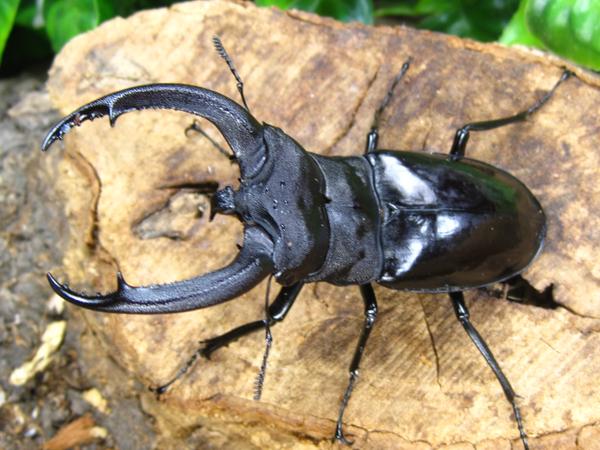 成虫・ リノケロスフタマタクワガタ♂98ミリ♀48ミリ