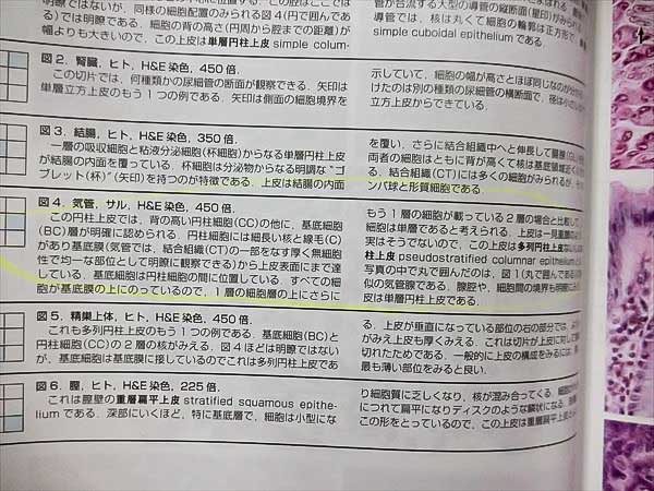 GK18-030 南江堂 組織学 原書第5版 2012 Ross Pawlina