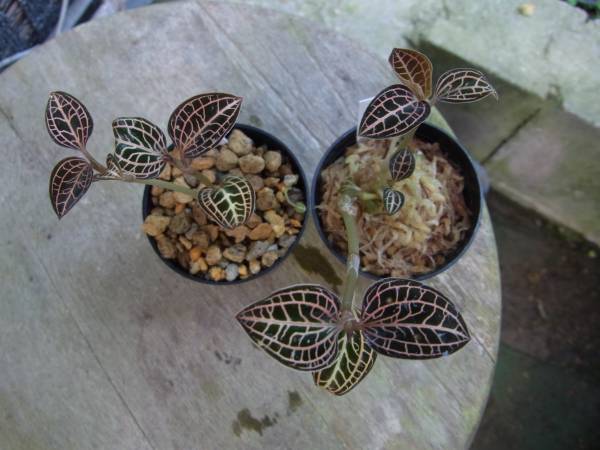 斑入り山野草　野生蘭　その他　ジュエルオーキッド（宝石蘭）