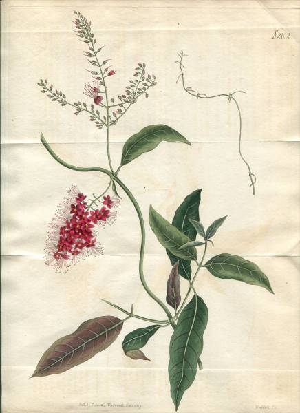 【高品質，大人気】 1819年 Curtis 花図譜 大判~シクンシ科 コンブレツム(銅版画、エッチング)｜売買されたオークション情報、yahooの商品情報をアーカイブ公開 - オークファン 銅版画、エッチング