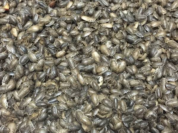 デュビア【自家繁殖】初齢～15mm前後 500匹+死着保障10％⑱
