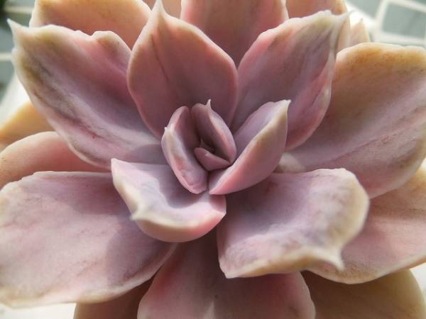 多肉植物 ハオルチア【ピクタ・特選】236 花、園芸 サボテン