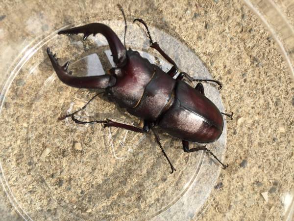 【E.Park】大型!ノコギリクワガタ♂65.8mm、♀2匹。1