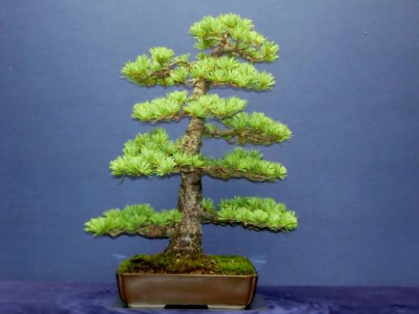 下館泰晃園○五葉松○樹高56cm○大品盆栽○○ 花、園芸 松 【公式