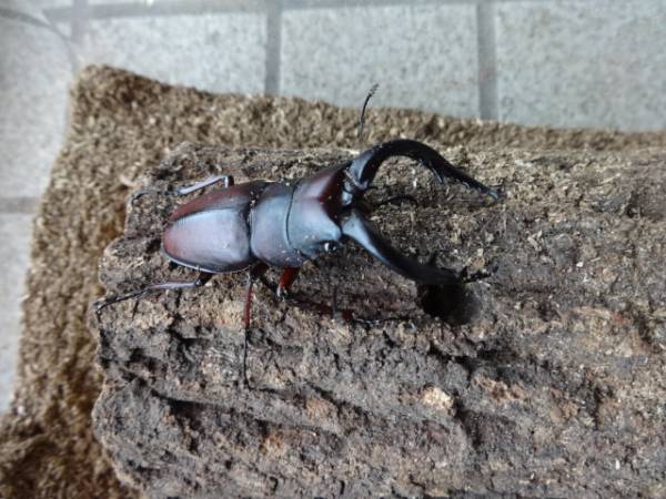 広島県産　特大天然ノコギリクワガタ６９ミリ