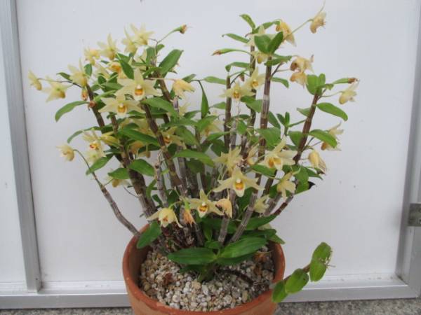 キバナノセッコク ３７本 新矢１７本 長生蘭 富貴蘭 ラン 売買されたオークション情報 Yahooの商品情報をアーカイブ公開 オークファン Aucfan Com