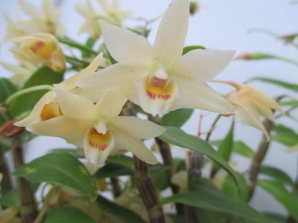 キバナノセッコク ３７本 新矢１７本 長生蘭 富貴蘭 ラン 売買されたオークション情報 Yahooの商品情報をアーカイブ公開 オークファン Aucfan Com