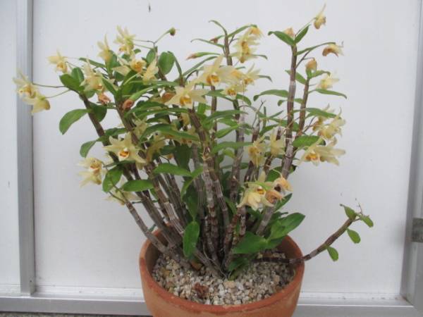 キバナノセッコク ３７本 新矢１７本 長生蘭 富貴蘭 ラン 売買されたオークション情報 Yahooの商品情報をアーカイブ公開 オークファン Aucfan Com