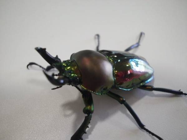【raru108】ニジイロクワガタ♂35ｍｍup♀フリー 5ペアセット