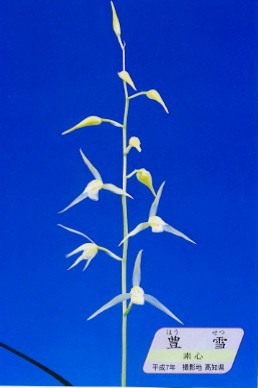 ●寒蘭 高知県宿毛市西谷産（豊雪）②　C-64