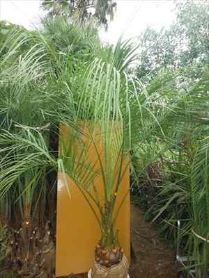 7/10撮影！≪ココスヤシ・大株！≫庭用リゾート（品番YE）