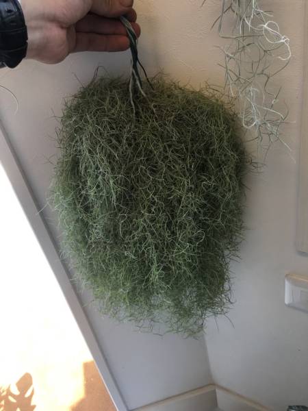 ☆エアプランツ☆チランジア・ウスネオイデス　細葉　１０束②