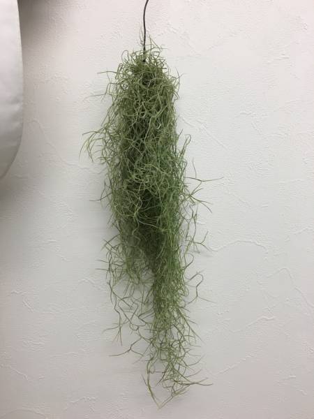 ☆エアプランツ☆チランジア・ウスネオイデス　細葉　１０束②