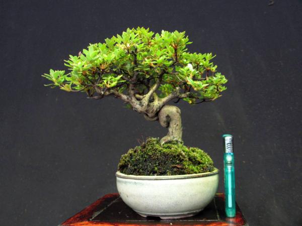 福助　深山霧島　皐月　樹高１５㎝　捻れ模様木　９Ｂ１５３１８