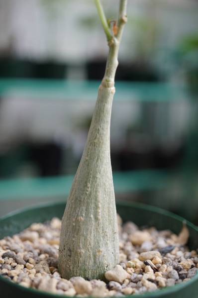 塊根植物コーデックス　ゲラルダンサス・マクロリザス