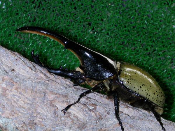 ■ヘラクレス牧場 ヘラヘラ ♂1・♀2 計3匹 共に未後食 №08-135