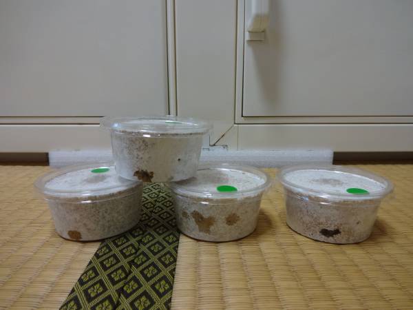 能勢YG血統84.5（88.1B同腹）×53.0（13ギネス88直仔）幼虫４頭