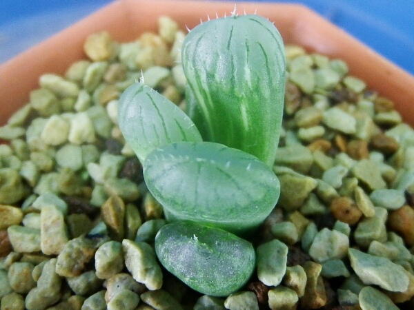 多肉植物 ハオルチア 6 ブラックオブツーサ錦 サボテン 多肉植物 6