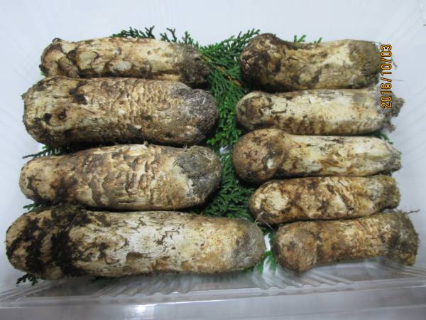 食品 秀品③ 信州産 松茸 長野県 クール便 200g