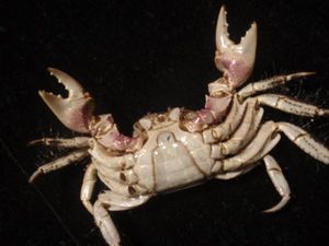 ゲンコツナガニシ 貝殻貝標本カニ図鑑化石鉱石美術骨董骨格宝石