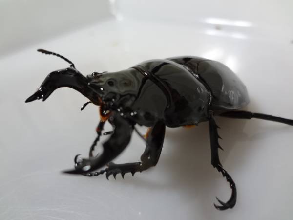 イベント用 タランドゥス 4♂ 2♀ タランドゥスオオツヤクワガタ 