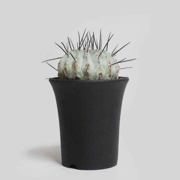 観葉植物 A 黒士冠 カキコ サボテン コピアポア Copiapoa dealbata