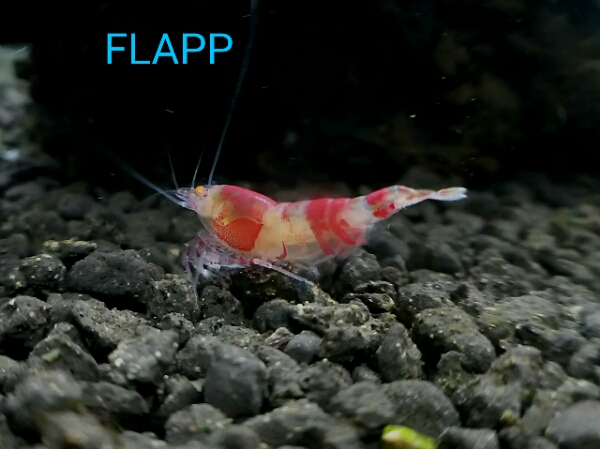 ♪FLAPP♪　CRYSTAL　BEAST 即戦力ペア②