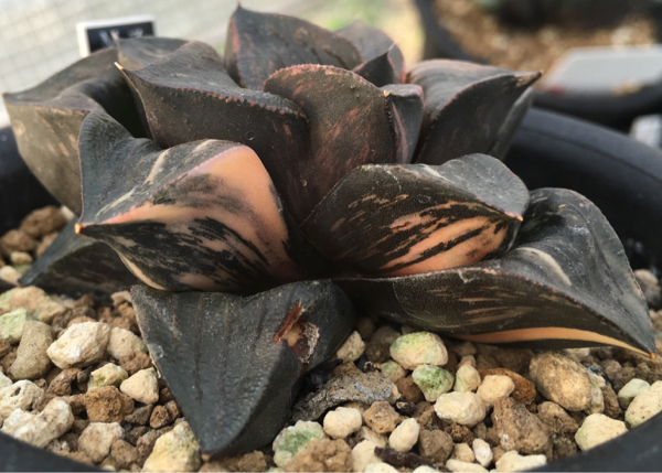846 多肉植物・ハオルチア 万象錦hyb 白斑 ｜多肉植物 ハオルチア 万象