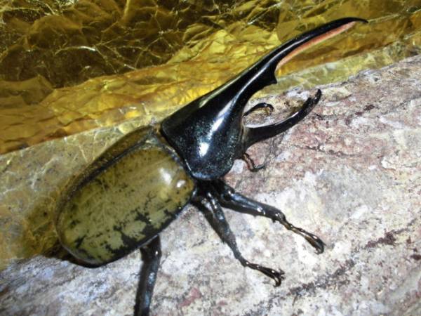 Yahoo!オークション DHパスコアリ117♂・60♀ペア -「ヘラクレス