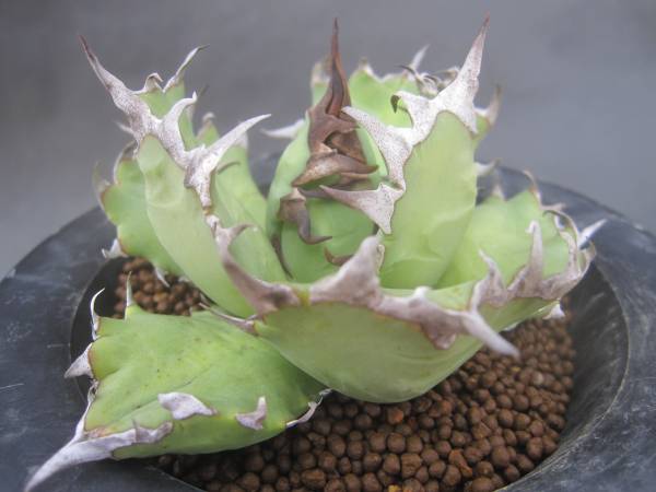 ■Ａ．ＳＰ．Ｎｏ．１ （農大） ■多肉/アガベMI07