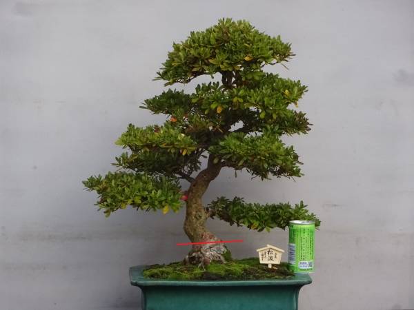 四季折々のさつき】 旧花の人気品種 「松 波」 皐月盆栽 【公式通販】