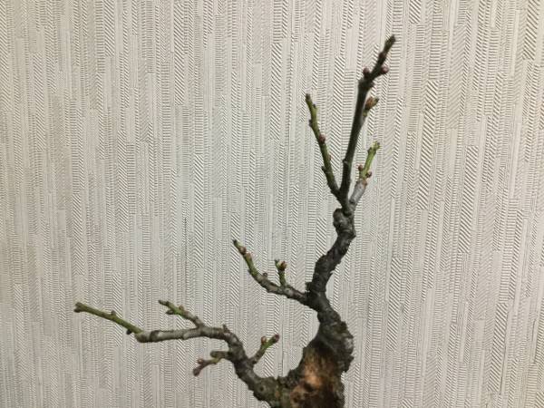 野梅小品盆栽(安行野梅)1 – 盆栽妙 本店 梅⁄野梅 -