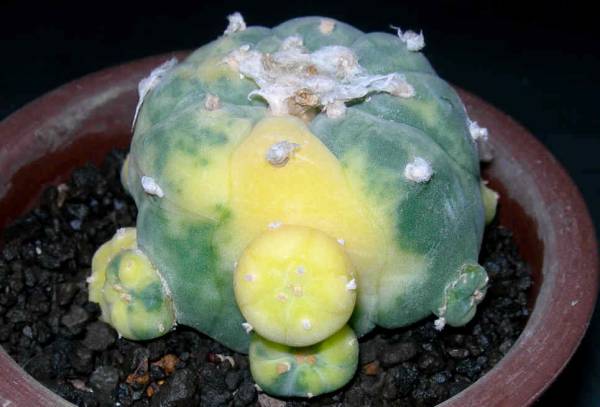 ★サボテン・ロホホラ・谷田貝大疣銀冠玉錦実生株★