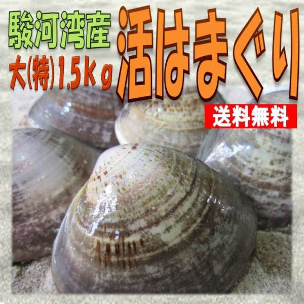 2【送料無料】●国産 活はまぐり（特大）１.５ｋｇ●鮮度抜群！